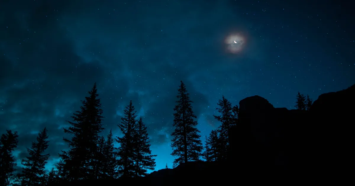 暗い夜の森のイメージ